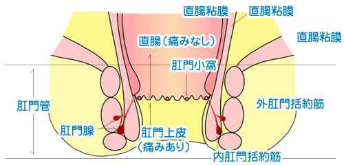 肛門の構造（断面図）イメージ